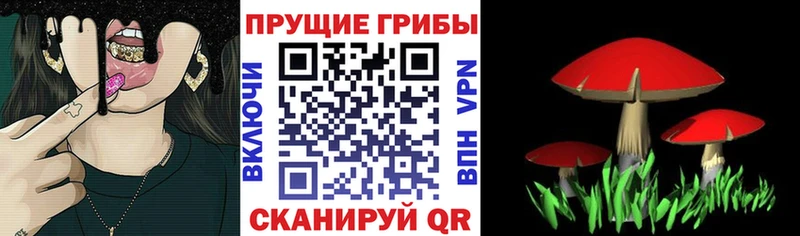 Купить  Злынка  Псилоцибиновые грибы Psilocybe 